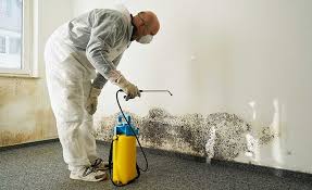 Why You Should Choose Our Mold Remediation Services in Aberdeen, OH