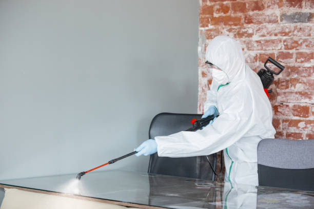 Best Basement Mold Removal  in Aberdeen, OH