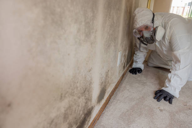 Best Black Mold Removal  in Aberdeen, OH